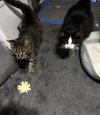 Buster (must be adopted with Babby)