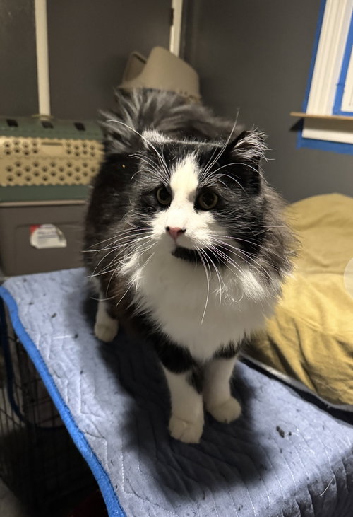 Babby (must be adopted with Buster)