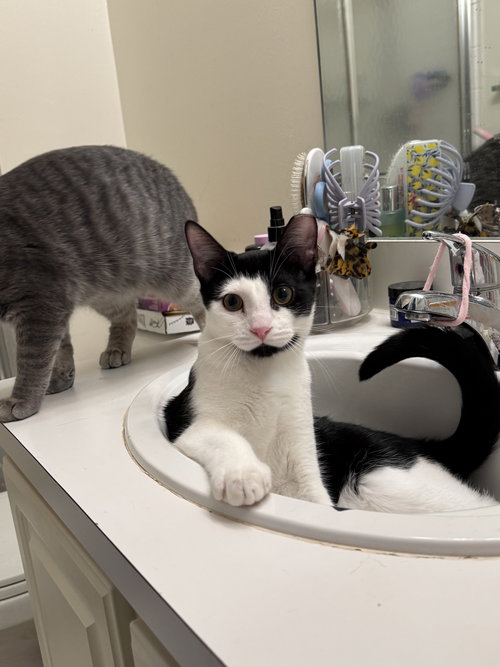 Emo (Must be adopted with Hipster Chick), Domestic Short Hair (short coat), cat for adoption in Dearborn Heights, Michigan