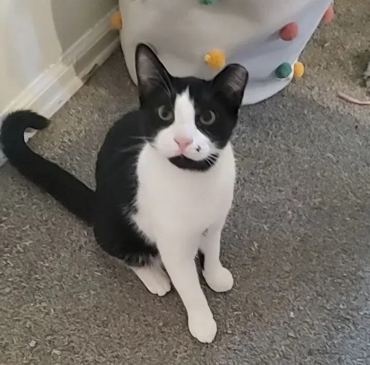 Goth Boy - Domestic Short Hair