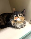 Mittsie