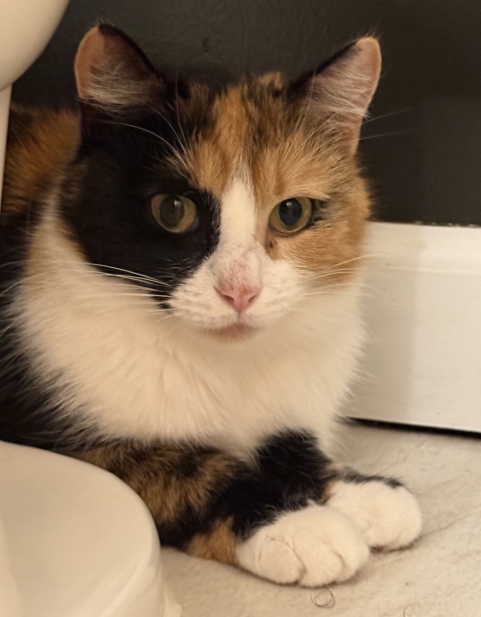 Mittsie, photo 5