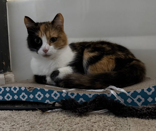 Mittsie, Adult Domestic Short Hair (short coat), cat for adoption in Royal Oak, Michigan