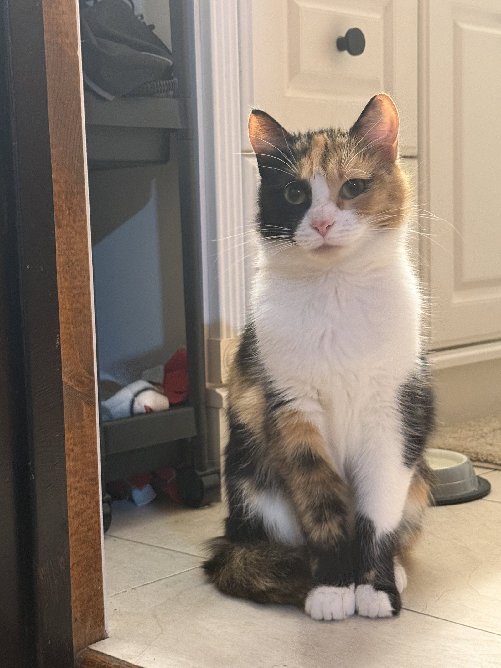 Mittsie