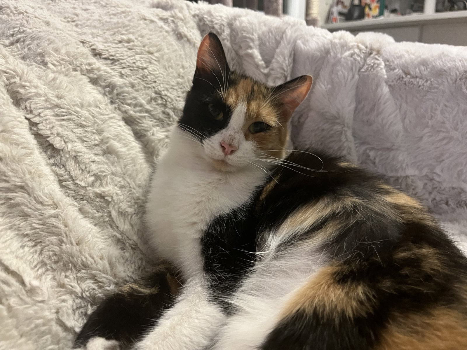 Mittsie, photo 2