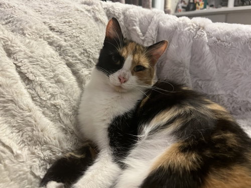Photo 2 of Mittsie