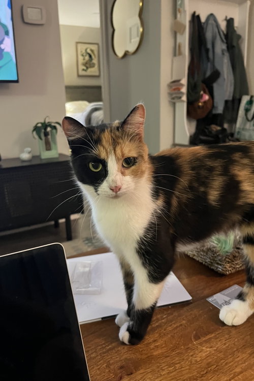 Mittsie, Adult Domestic Short Hair (short coat), cat for adoption in Warren, Michigan