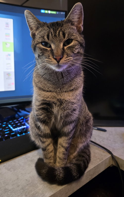 Big Buddy, Adult Domestic Short Hair (short coat), cat for adoption in Royal Oak, Michigan