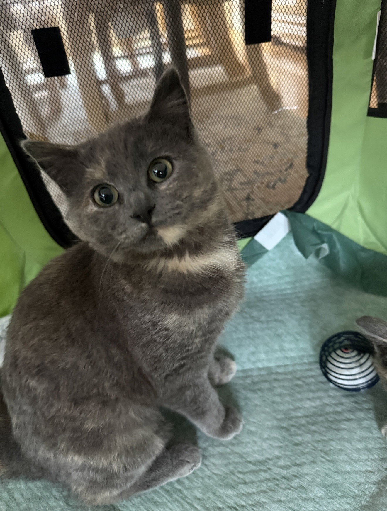 Possom (must be adopted with Loaf)