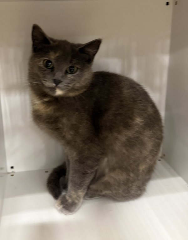 Possom (must be adopted with Loaf)