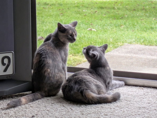 Possom (must be adopted with Loaf)