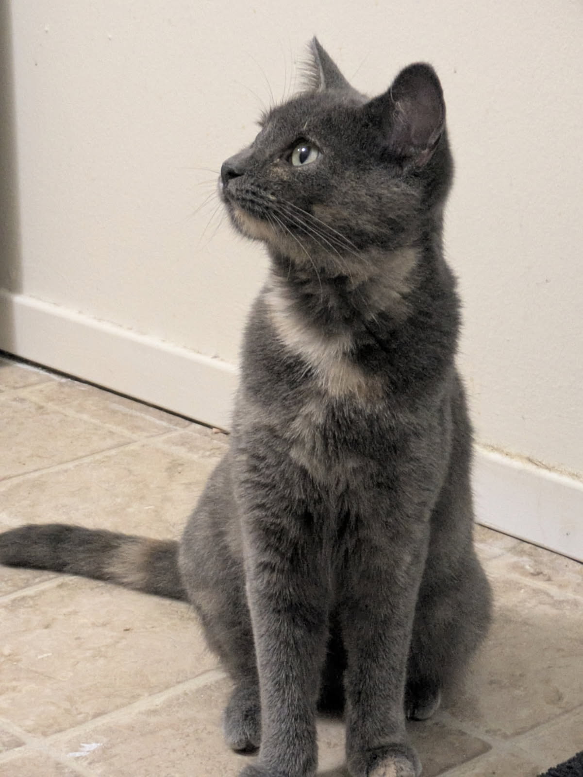 Possom (must be adopted with Loaf)