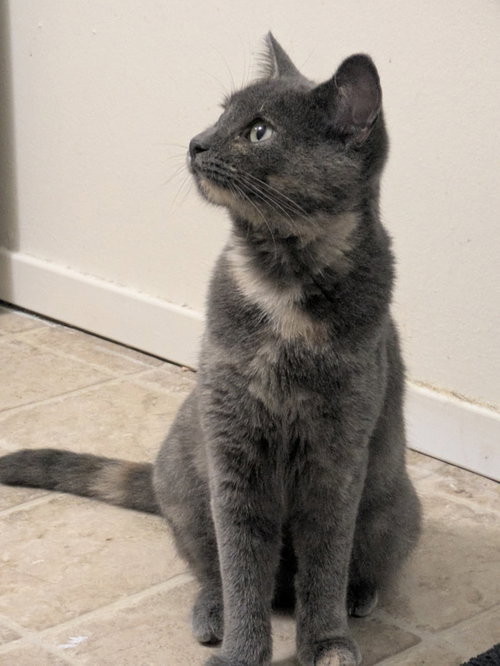 Possom (must be adopted with Loaf), an adoptable Domestic Medium Hair in Walled Lake, MI