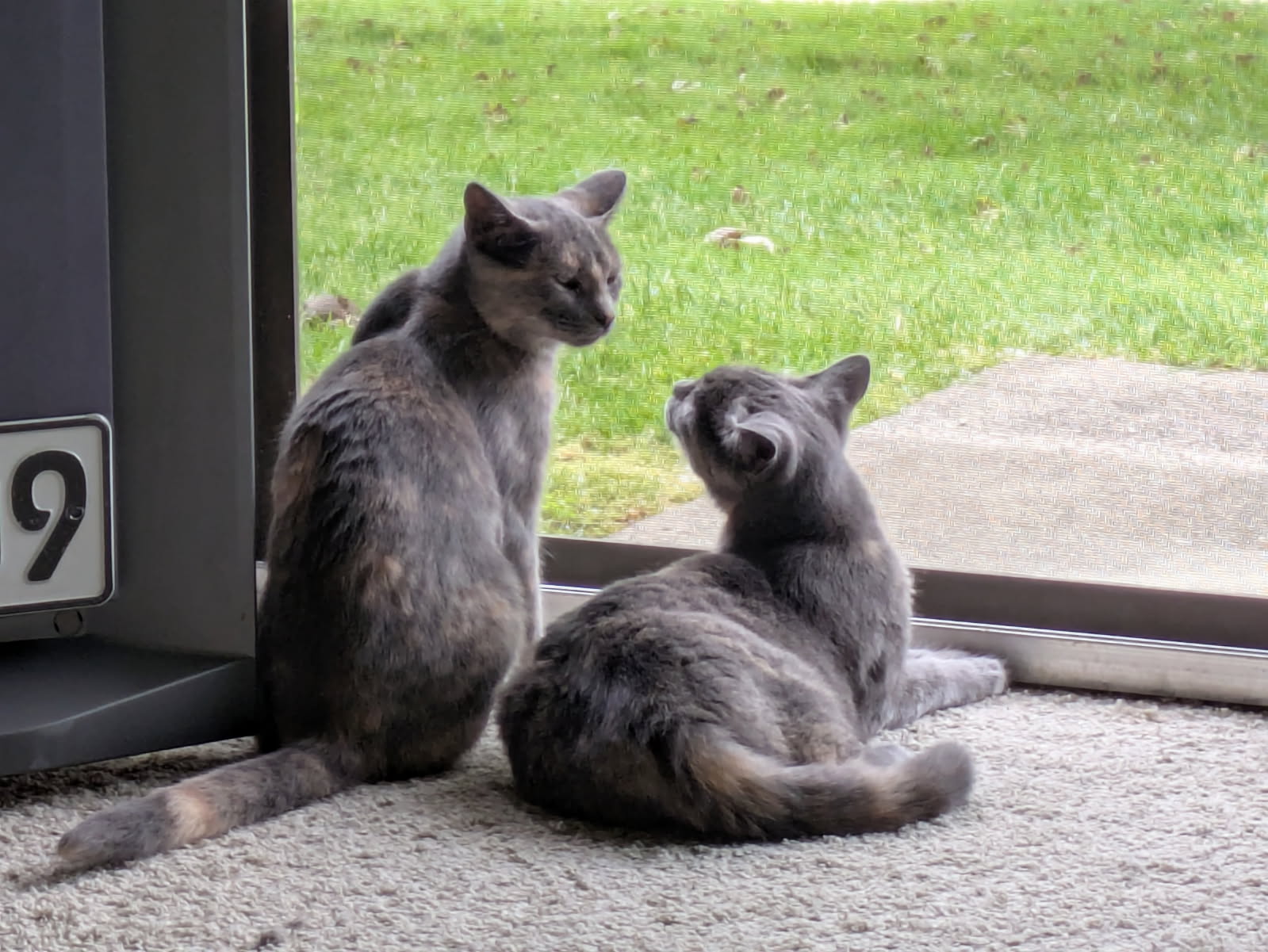 Loaf (must be adopted with Possom)