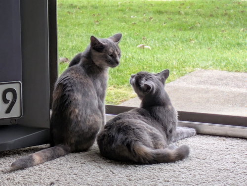 Loaf (must be adopted with Possom)
