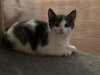 Donnie (must be adopted with Dart)