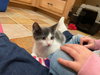 Donnie (must be adopted with Dart)