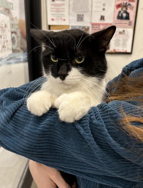 Astro (polydactyl)