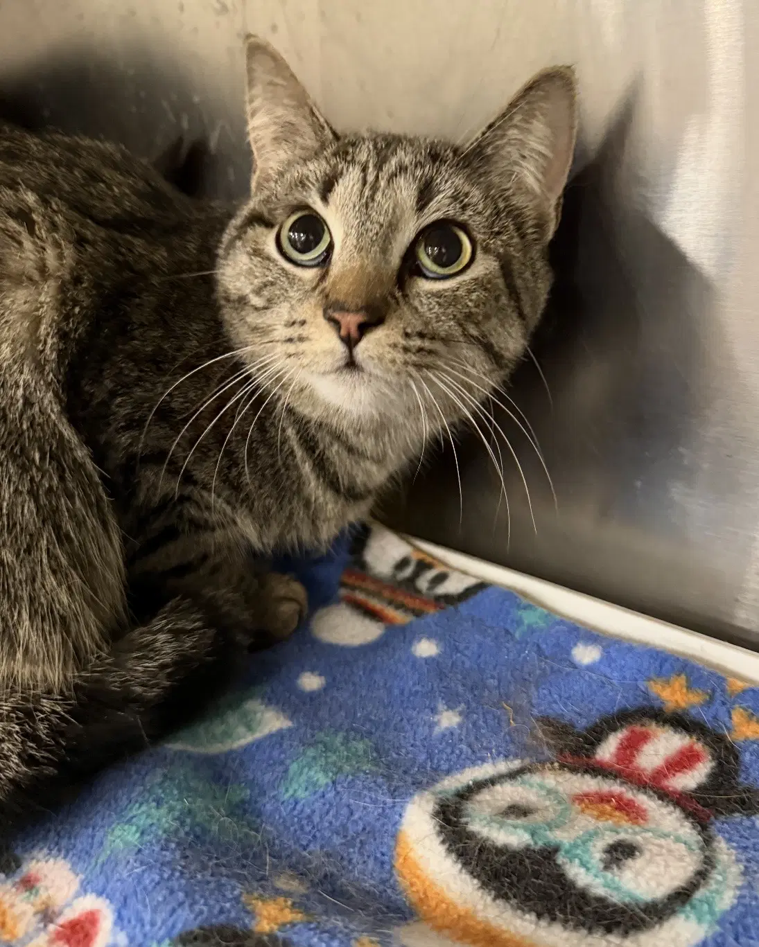 Trista - Domestic Short Hair