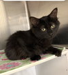 Tayla
