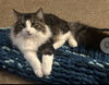 Moon (MUST BE ADOPTED WITH BLOOM)