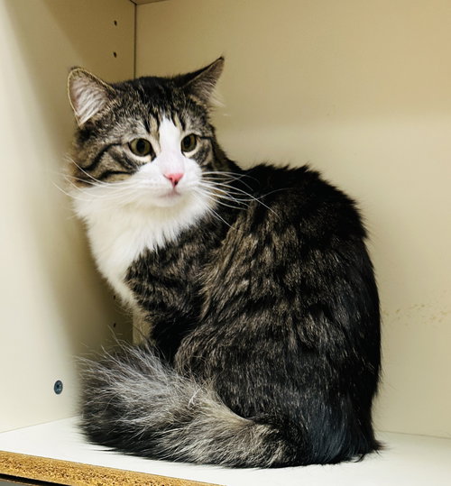 Moon (MUST BE ADOPTED WITH BLOOM)