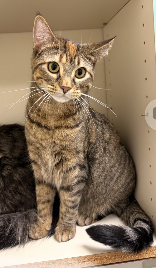 Bloom (MUST BE ADOPTED WITH MOON)