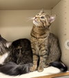 Bloom (MUST BE ADOPTED WITH MOON)
