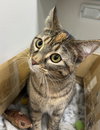 Bloom (MUST BE ADOPTED WITH MOON)