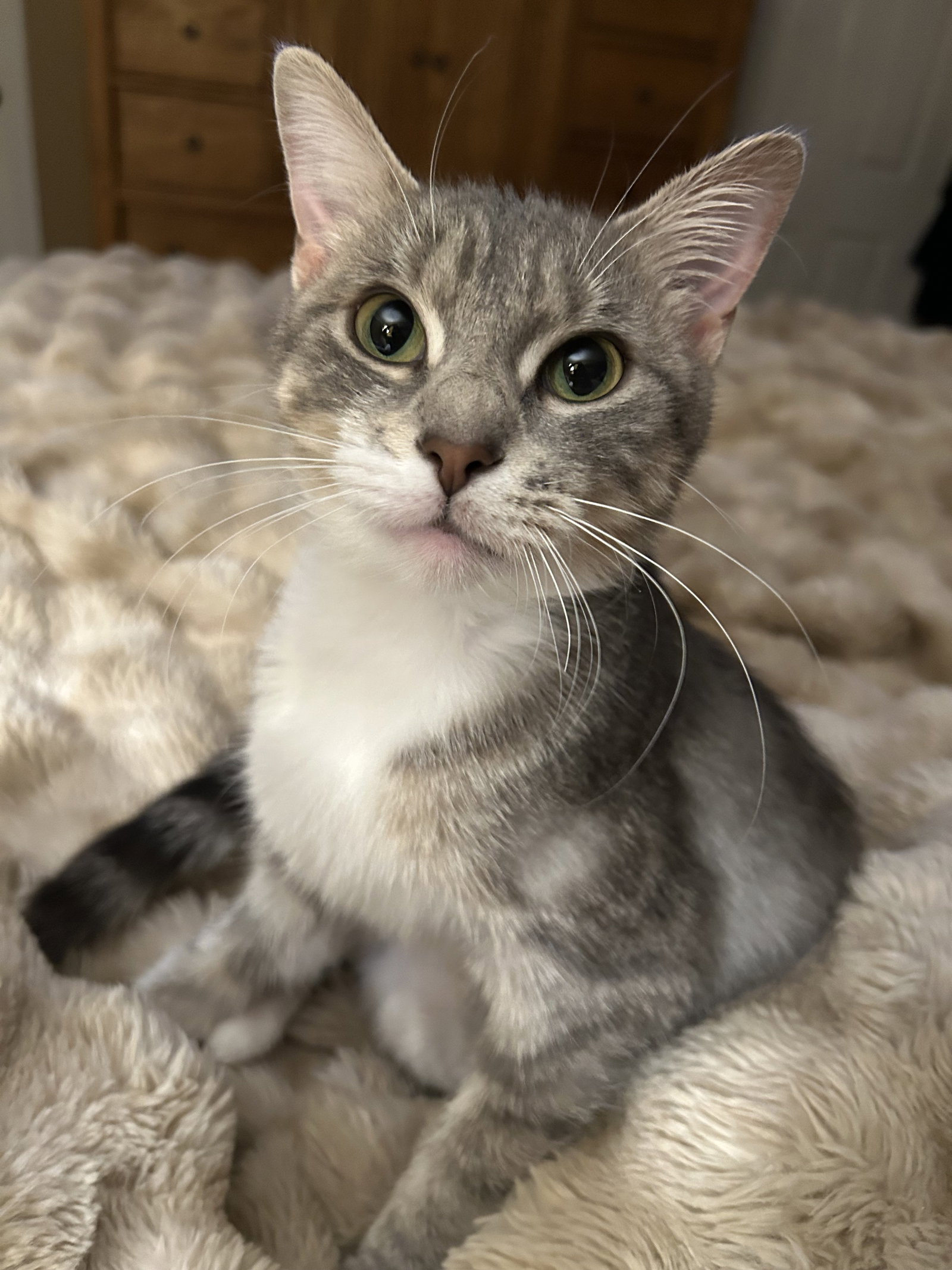 Odine (Velcro kitten!)
