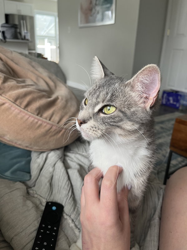 Odine (Velcro kitten!)