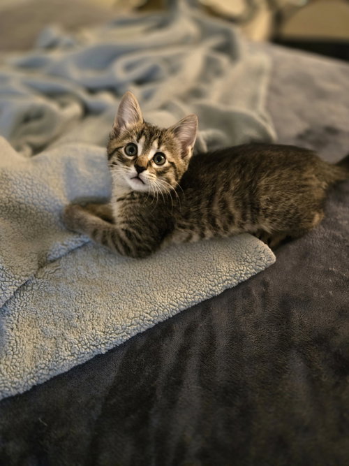 Darrell, an adoptable Domestic Short Hair in Walled Lake, MI