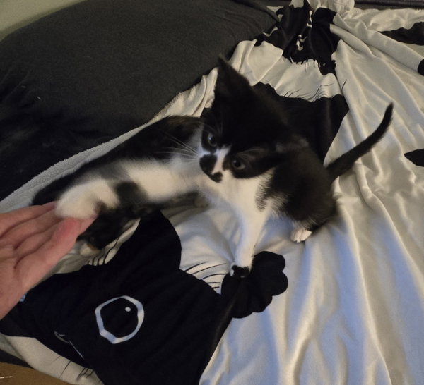Delila( Must be adopted with Jasmine)