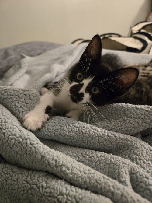 Delila( Must be adopted with Jasmine), Baby Domestic Short Hair (short coat), cat for adoption in Warren, Michigan