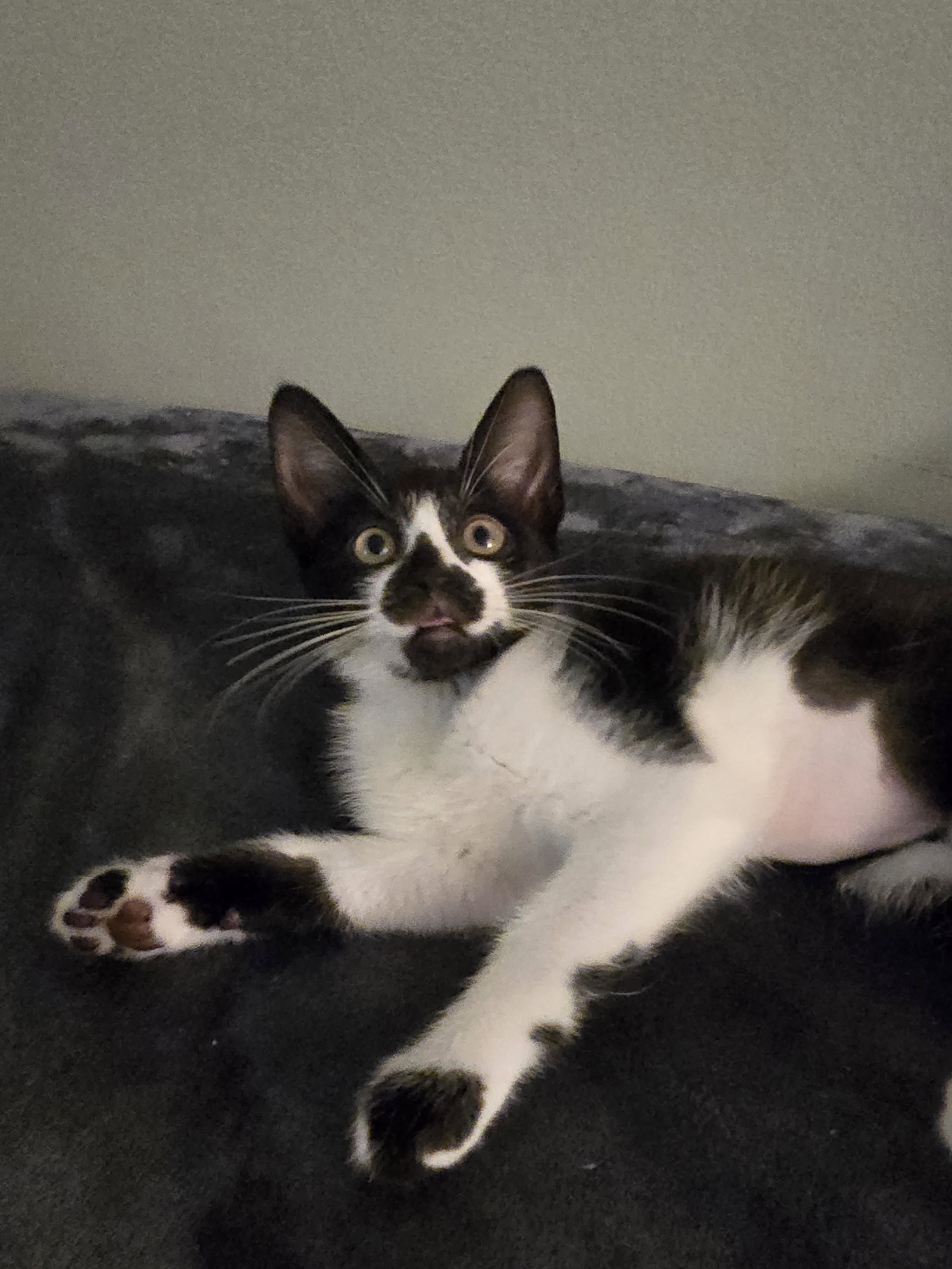 Delila( Must be adopted with Jasmine)