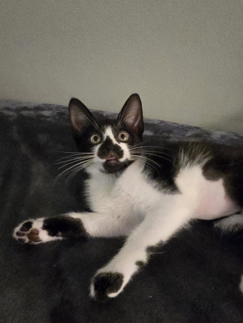 Delila( Must be adopted with Jasmine), an adoptable Domestic Short Hair in Walled Lake, MI