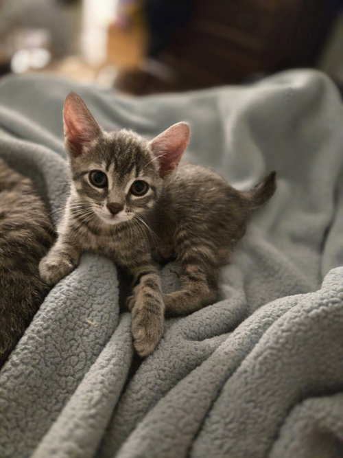 Hope(must be adopting with Miracle), an adoptable Domestic Short Hair in Walled Lake, MI
