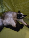 Lola