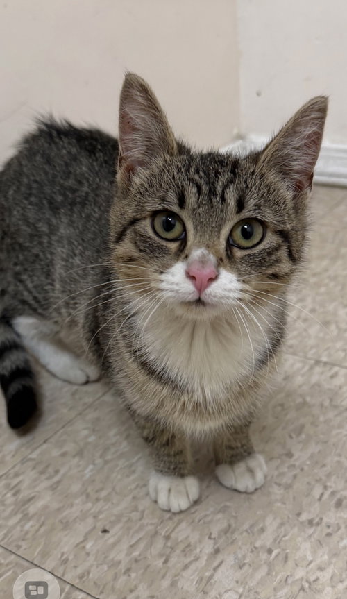 Rubee (Must be adopted with Reesee)
