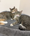 Rubee (Must be adopted with Reesee)