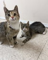 Rubee (Must be adopted with Reesee)