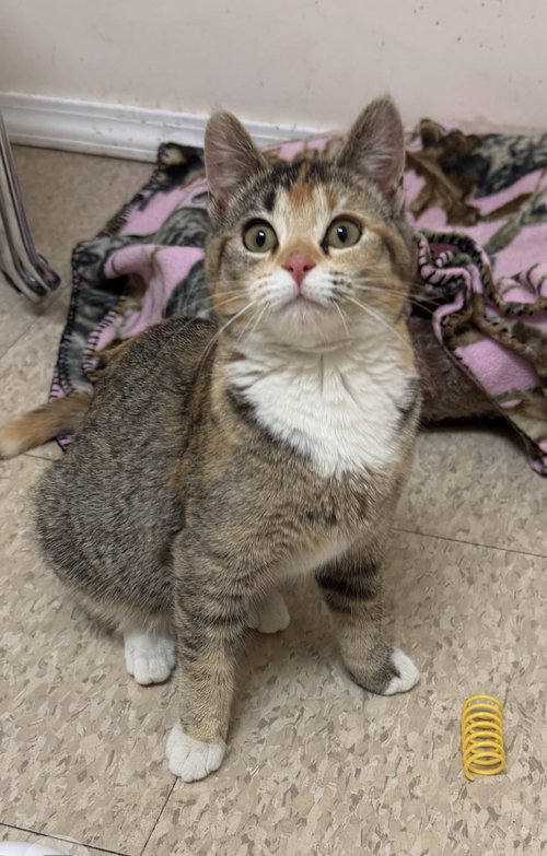 Reesee (Must be adopted with Rubee)