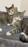 Reesee (Must be adopted with Rubee)