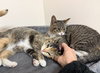 Reesee (Must be adopted with Rubee)