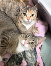 Reesee (Must be adopted with Rubee)