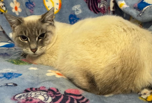 Bane, Young Siamese (short coat), cat for adoption in Royal Oak, Michigan