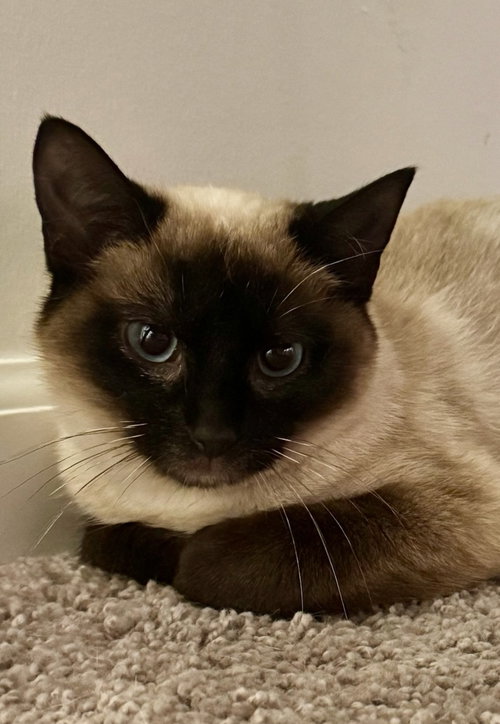 Brielle, an adoptable Siamese in Walled Lake, MI