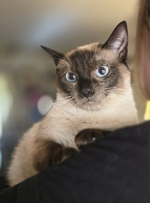 Brielle, Young Siamese (short coat), cat for adoption in Warren, Michigan
