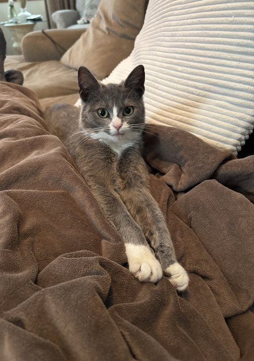 Melodie, an adoptable Domestic Short Hair in Walled Lake, MI