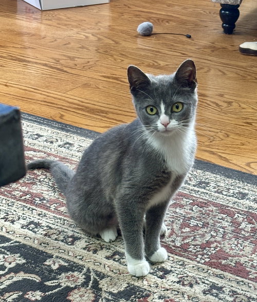 picture of the cat needing adoption